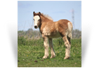 ~Northern Lights Satin Bliss~'21 Black Sabino Filly by Coop - NY